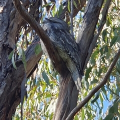 Podargus strigoides at Weston, ACT - 15 May 2023