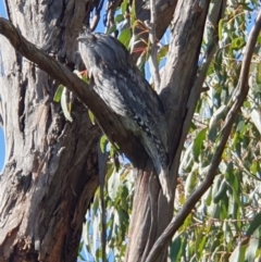 Podargus strigoides at Weston, ACT - 15 May 2023