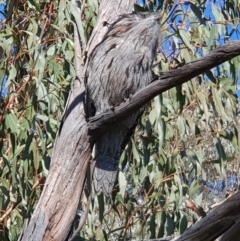 Podargus strigoides at Weston, ACT - 15 May 2023