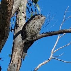 Podargus strigoides at Weston, ACT - 15 May 2023 09:51 AM