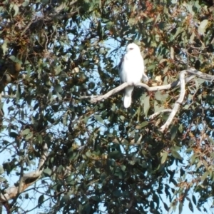 Elanus axillaris at Symonston, ACT - 15 May 2023