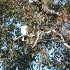 Elanus axillaris at Symonston, ACT - 15 May 2023