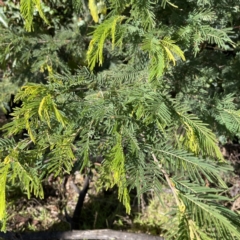 Austroacacidiplosis botrycephalae at Surf Beach, NSW - 15 May 2023 11:18 AM