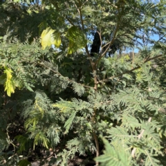 Austroacacidiplosis botrycephalae at Surf Beach, NSW - 15 May 2023 11:18 AM