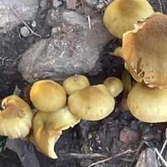 Unidentified Cap on a stem; gills below cap [mushrooms or mushroom-like] at Surf Beach, NSW - 15 May 2023 by Hejor1