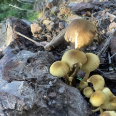 Armillaria sp. at Surf Beach, NSW - 15 May 2023