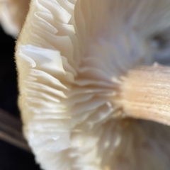 Armillaria sp. at Surf Beach, NSW - 15 May 2023 12:44 PM