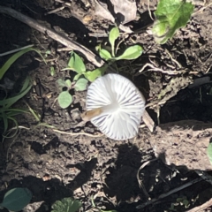 Oudemansiella gigaspora group at Surf Beach, NSW - 15 May 2023