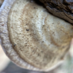 Trametes sp. at Surf Beach, NSW - 15 May 2023 12:37 PM