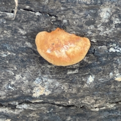 Polypore sp. at Surf Beach, NSW - 15 May 2023 by Hejor1