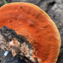 Trametes coccinea at Surf Beach, NSW - 15 May 2023