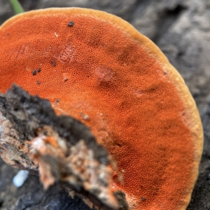 Trametes coccinea at Surf Beach, NSW - 15 May 2023 12:37 PM