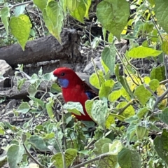 Platycercus elegans (Crimson Rosella) at Surf Beach, NSW - 14 May 2023 by Hejor1