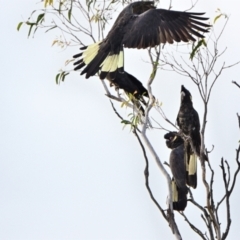 Zanda funerea (Yellow-tailed Black-Cockatoo) at Tahmoor, NSW - 14 May 2023 by Freebird