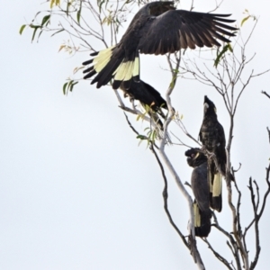 Zanda funerea at Tahmoor, NSW - 14 May 2023