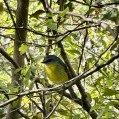 Eopsaltria australis (Eastern Yellow Robin) at Surf Beach, NSW - 15 May 2023 by Hejor1