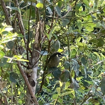 Meliphaga lewinii (Lewin's Honeyeater) at Surf Beach, NSW - 15 May 2023 by Hejor1