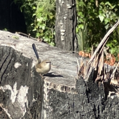 Malurus cyaneus (Superb Fairywren) at Surf Beach, NSW - 15 May 2023 by Hejor1