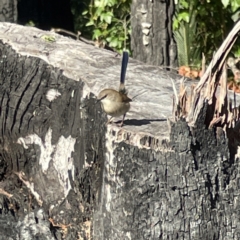 Malurus cyaneus at Surf Beach, NSW - 15 May 2023