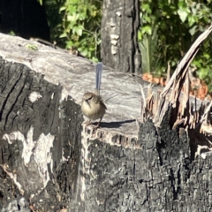 Malurus cyaneus at Surf Beach, NSW - 15 May 2023