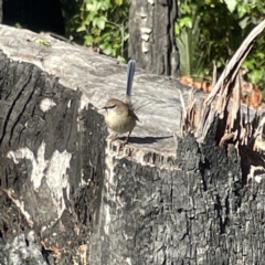 Malurus cyaneus at Surf Beach, NSW - 15 May 2023