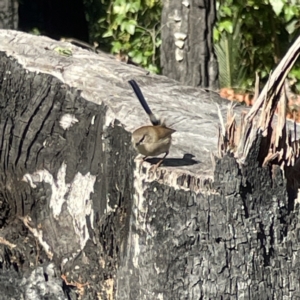 Malurus cyaneus at Surf Beach, NSW - 15 May 2023