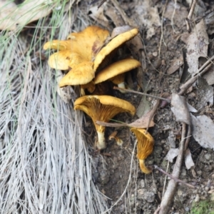 Austropaxillus sp. at Paddys River, ACT - 12 May 2023