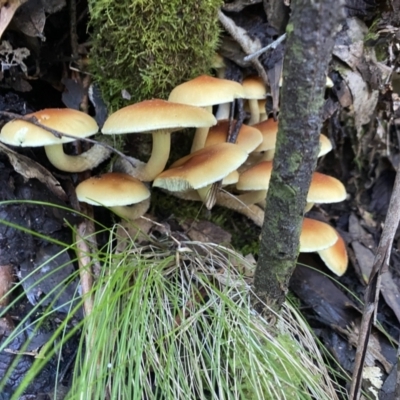 Hypholoma sp. (Hypholoma) at Paddys River, ACT - 12 May 2023 by cherylhodges