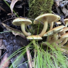 Hypholoma sp. at Paddys River, ACT - 12 May 2023