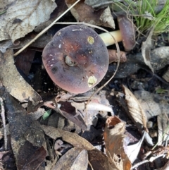 Russula sp. (genus) (Russula) at Tidbinbilla Nature Reserve - 12 May 2023 by cherylhodges