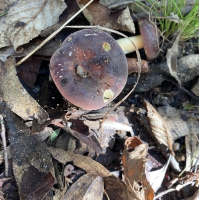 Russula sp. (Russula) at Paddys River, ACT - 12 May 2023 by cherylhodges