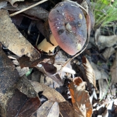 Russula sp. at Paddys River, ACT - 12 May 2023