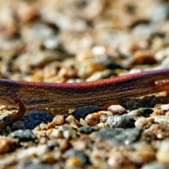 Saproscincus mustelinus (Weasel Skink) at ANBG - 15 May 2023 by DonTaylor