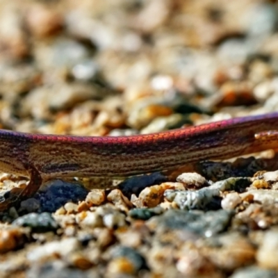 Saproscincus mustelinus (Weasel Skink) at Acton, ACT - 15 May 2023 by DonTaylor