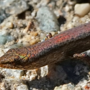 Saproscincus mustelinus at Acton, ACT - 15 May 2023 12:04 PM