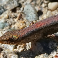 Saproscincus mustelinus at Acton, ACT - 15 May 2023