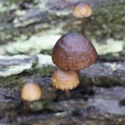 Mycena sp. (genus) (Mycena) at Paddys River, ACT - 12 May 2023 by cherylhodges