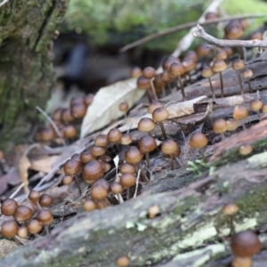 Mycena sp. at Paddys River, ACT - 12 May 2023 11:56 AM