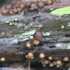 Mycena sp. at Paddys River, ACT - 12 May 2023