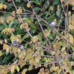 Stizoptera bichenovii (Double-barred Finch) at Symonston, ACT - 14 May 2023 by RodDeb