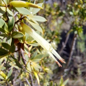 Styphelia triflora at Watson, ACT - 15 May 2023