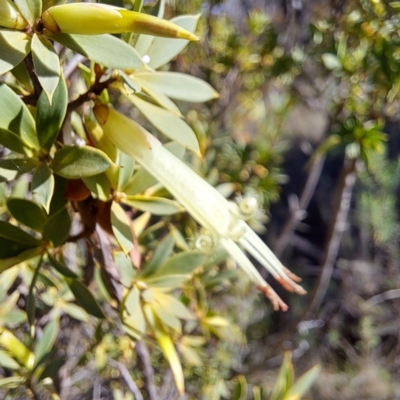 Styphelia triflora (Five-corners) at Mount Majura - 15 May 2023 by abread111