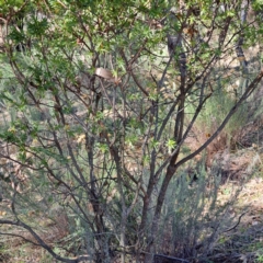 Styphelia triflora at Watson, ACT - 15 May 2023