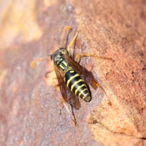 Polistes (Polistes) chinensis at Symonston, ACT - 14 May 2023