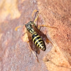 Polistes (Polistes) chinensis at Symonston, ACT - 14 May 2023