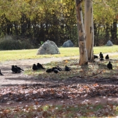 Corcorax melanorhamphos (White-winged Chough) at Jerrabomberra, ACT - 14 May 2023 by RodDeb