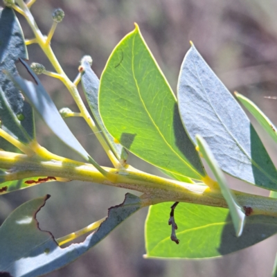 Acacia cultriformis (Knife Leaf Wattle) at Mount Majura - 15 May 2023 by abread111