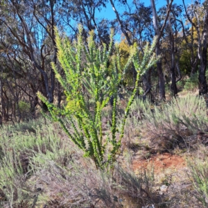 Acacia cultriformis at Watson, ACT - 15 May 2023
