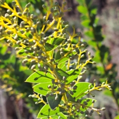 Acacia cultriformis at Watson, ACT - 15 May 2023 11:15 AM