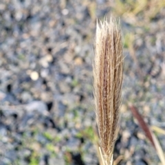 Chloris virgata (Feathertop Rhodes Grass) at Goulburn, NSW - 15 May 2023 by trevorpreston